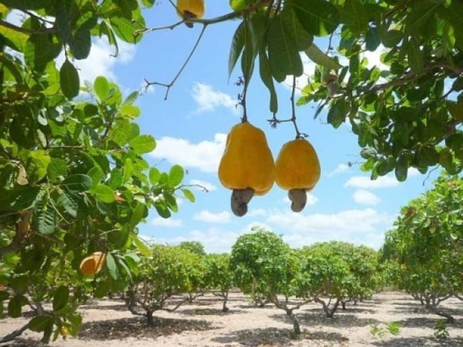 Plantação de cajueiros em Chorozinho, Ceará - origem das castanhas Raiz do Caju